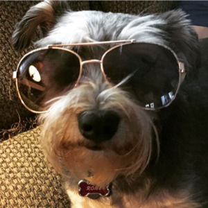 Meet your Posher, Robin